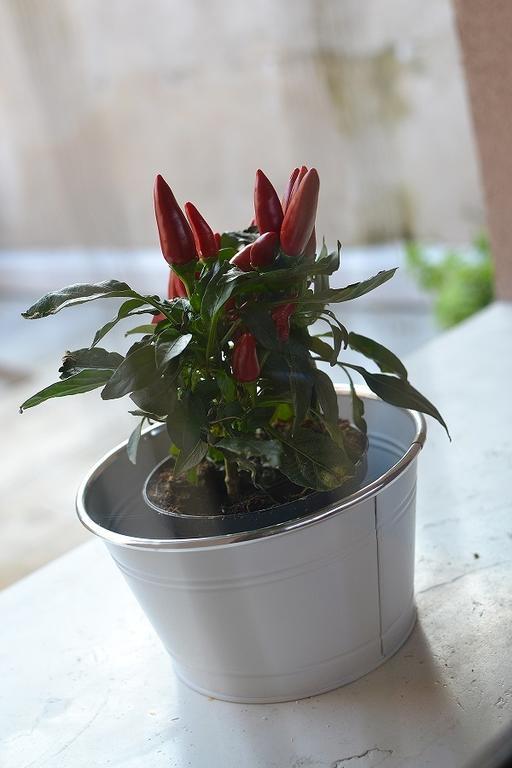 La Salvia E Il Lampone Bed & Breakfast Pove del Grappa Eksteriør bilde